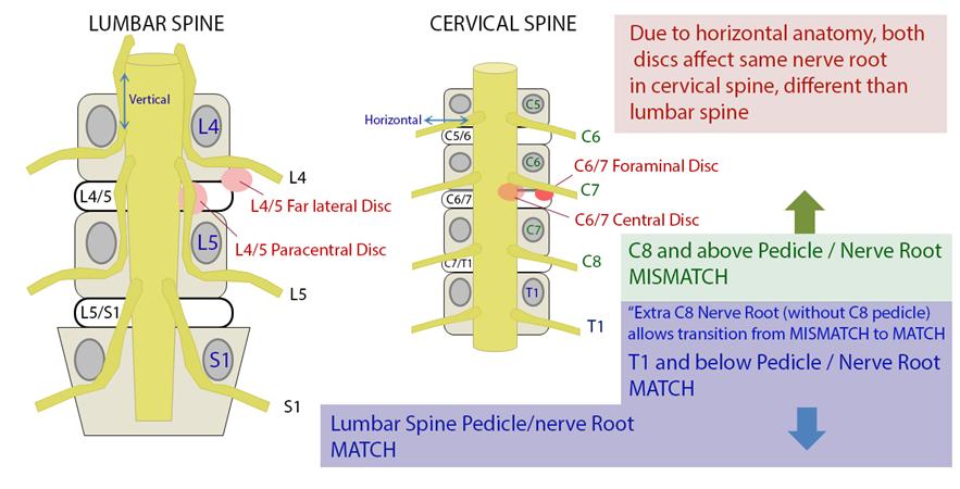 difference between manual and special orthopedic tests